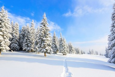 Beyaz karla kaplı'nın bahçesinde güzel kış günde yoğun orman yol çiğnenmiş bir yol olduğunu.  