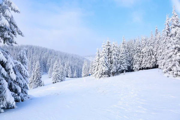 Césped Cubierto Nieve Los Árboles Bonitos Están Pie Vertidos Con —  Fotos de Stock