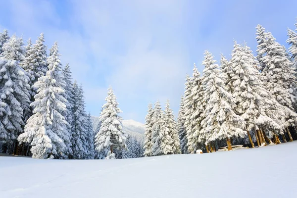 Lawn Covered White Snow Trampled Path Lead Dense Forest Nice — Stock Photo, Image