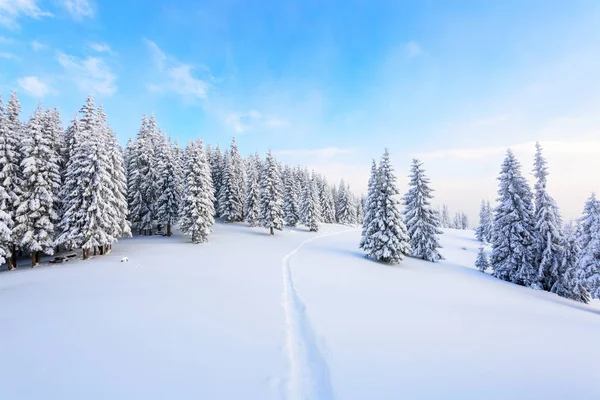 雪に覆われた芝生の上は 素敵な冬の日の鬱蒼とした森につながる踏みつけパスです — ストック写真