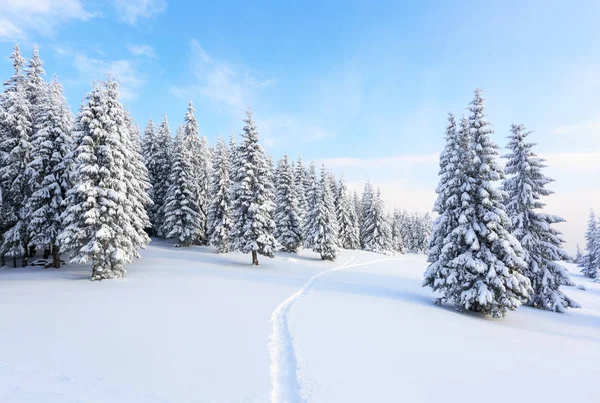 Sur Pelouse Couverte Neige Blanche Sentier Piétiné Qui Mène Forêt — Photo