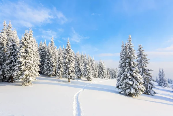 Césped Cubierto Nieve Blanca Hay Camino Pisoteado Que Conduce Denso —  Fotos de Stock