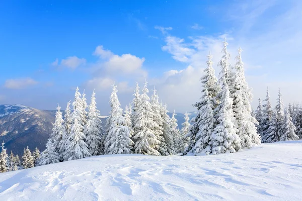 Lawn Covered Snow Nice Trees Standing Poured Snowflakes Frosty Winter — Stock Photo, Image