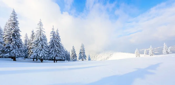 Espectacular Panorama Abre Sobre Montañas Árboles Cubiertos Nieve Blanca Césped —  Fotos de Stock
