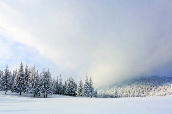 Gramado Largo Muitos Abetos Que Estão Sob Neve Dia Inverno — Fotografia de Stock