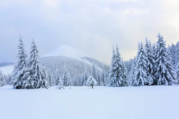 Lejos Las Altas Montañas Cubiertas Nieve Blanca Hay Pocos Árboles —  Fotos de Stock