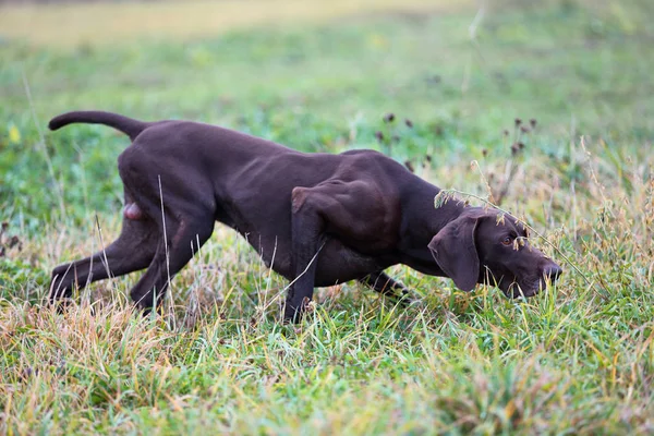 Bir genç kas kahverengi av köpeği arasında yeşil çim alandaki bir noktasında duruyor. Bahar sıcak bir gün. Alman Shorthaired ibre.