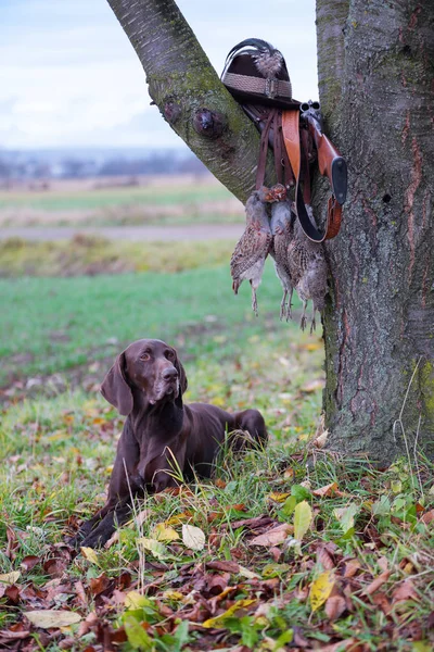 Bir genç, saf kanlı köpek çim ağacın yakınındaki yalan söylüyor. Bir silah, bir şapka ile bir tüy bir dalda asılı, bir prsy dantel üzerinde asılı. Bir av sahnesi.