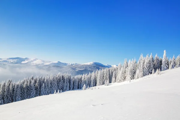 在草坪上覆盖着雪好树正站在寒冷冬日里倒满了雪花 — 图库照片