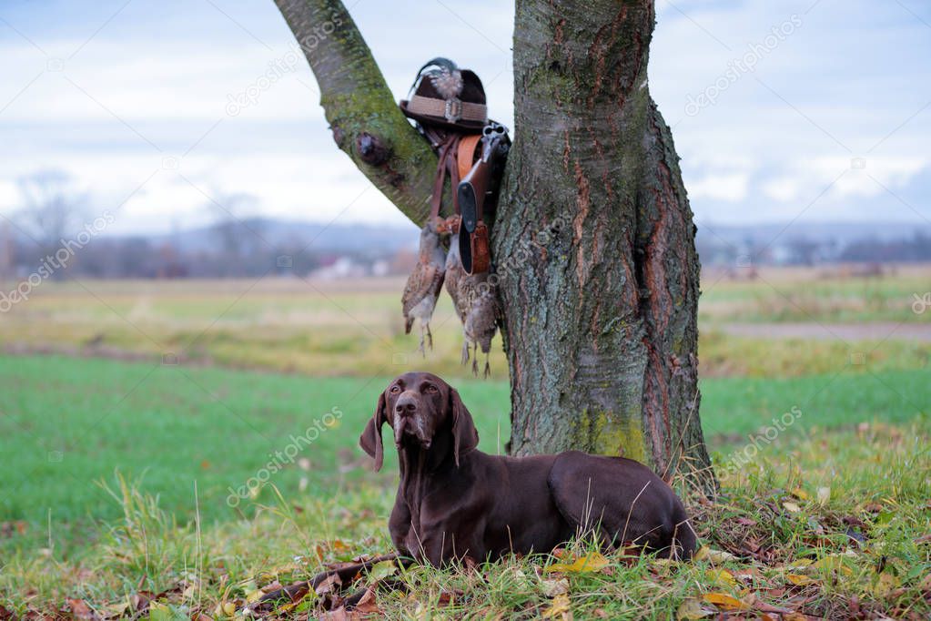 A young, pure blooded dog is lying in the lawn near the tree. On a branch hangs a weapon, a hat with a feather, a prsy is hanging on the lace. A hunting scene.