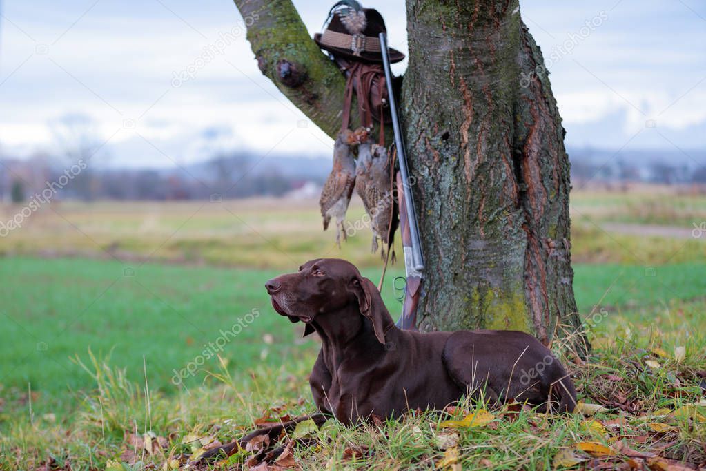 The German Shorthaired Pointe, a beautiful breed dog is lying, on the lawn, posing for a photo. There is a rifle near the tree. On the branch hangs a hunted up prey and a vintage hat.