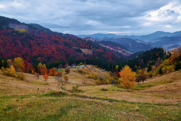 Mooi Herfst Landschap Met Groene Eerlijke Bomen Oranje Gekleurde Bossen — Stockfoto