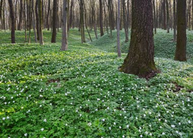 Siyah gölgeler hills ile yeşil çim ve beyaz çiçekler çim üzerinde yalan söyledim. Güzel bahar manzara.