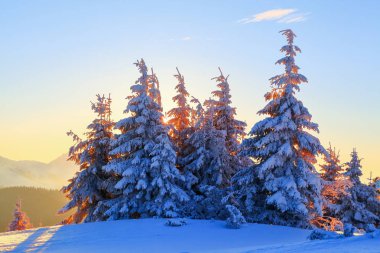 Güzel soğuk bir gün yüksek dağlar ve tepeler arasında büyülü ağaçlar sihirli kış manzara karşı beyaz kabarık kar ile kaplı bulunmaktadır. Sabah ışıkları. Fantastik kış manzarası.