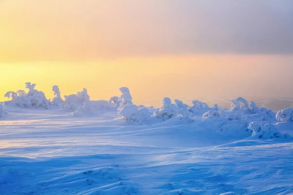 厚い雪の層に覆われた素敵なツイスト木啓発冬の日バラと黄色の色の夕日 — ストック写真