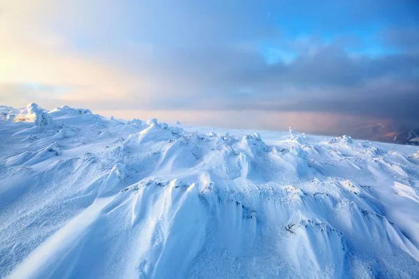 厚い雪の層に覆われた素敵なツイスト木啓発冬の日バラと黄色の色の夕日 — ストック写真