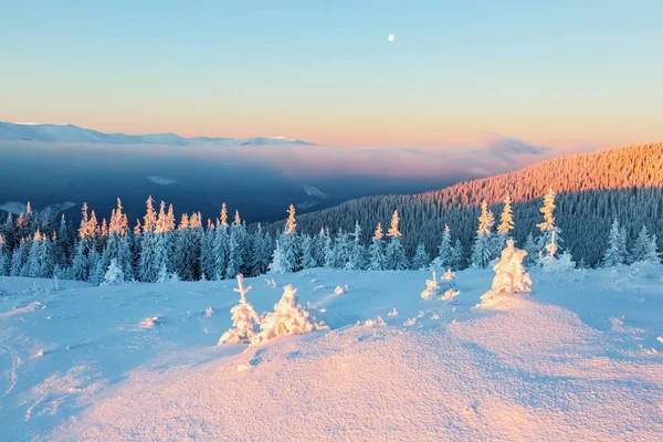 Green Fluffy Trees Covered Snowflakes Far Extremely High Mountains White — Stock Photo, Image