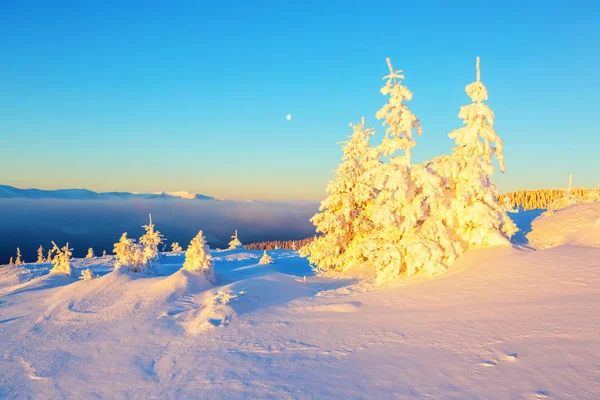 Lawn Covered Snow Nice Trees Standing Poured Snowflakes Frosty Winter — Stock Photo, Image