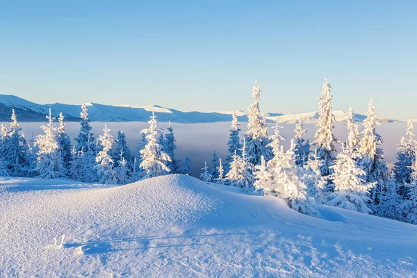 美丽的山风景从绿色草甸打开由大和小树覆盖在雪之下在冬天元旦 — 图库照片