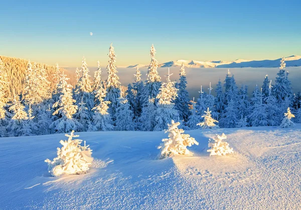 Daleko Wysokich Górach Pokryte Biały Śnieg Stoisko Kilka Zielonych Drzew — Zdjęcie stockowe
