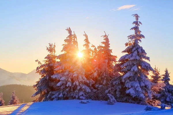 Frosty Beautiful Day High Mountains Peaks Magical Trees Covered White — Stock Photo, Image