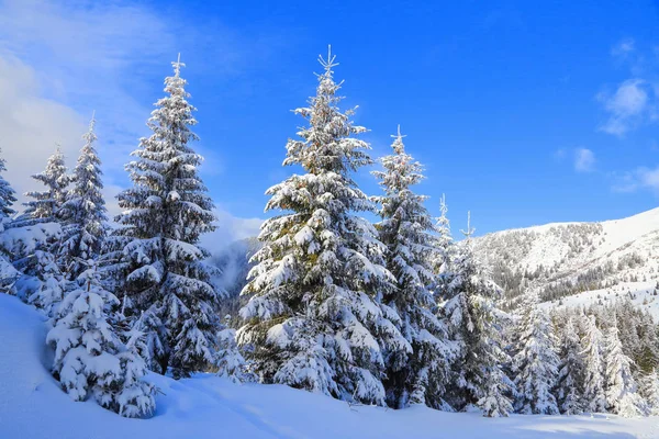 Césped Cubierto Nieve Los Bonitos Árboles Están Pie Vertidos Con —  Fotos de Stock