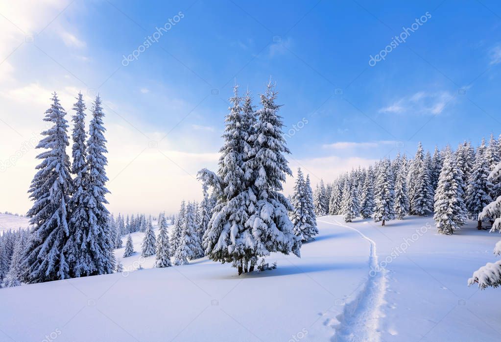 On a frosty beautiful day among high mountains and peaks are magical trees covered with white fluffy snow against the magical winter landscape.