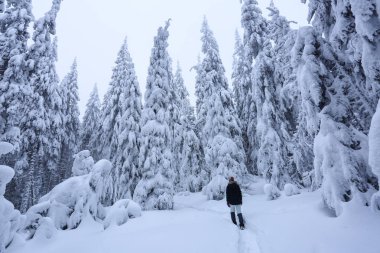 Kayak Suite kız iz devam ediyor. Güzel ağaçlar ayakta kar kar taneleri ile soğuk kış sabah döktü çim kaplı. Güzel kış arka plan. Büyülü ormanın içinde rüya gibi firs.