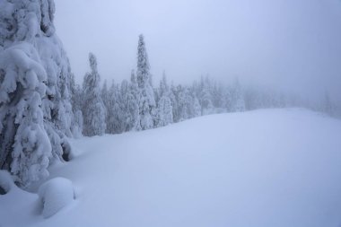 Güzel ağaçlar ayakta kar kar taneleri ile soğuk kış Sisli sabah döktü çim kaplı. Güzel kış arka plan. Rüya gibi firs büyülü ormanın içinde. Kış dokulu arka plan.  