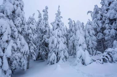 Güzel soğuk bir gün dağlar arasında büyülü ağaçlar idyllicl manzara karşı beyaz kabarık kar ile kaplı bulunmaktadır. Sahne turistler için. Geniş iz görkemli kış ormanı na gidiyor.