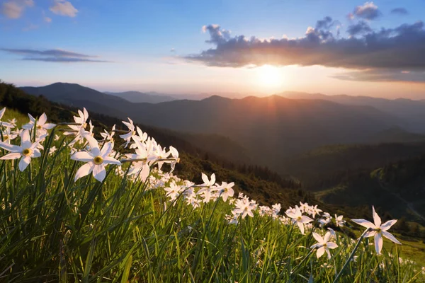 Hierba Con Narcisos Puesta Sol Ilumina Horizonte Cielo Con Nubes — Foto de Stock