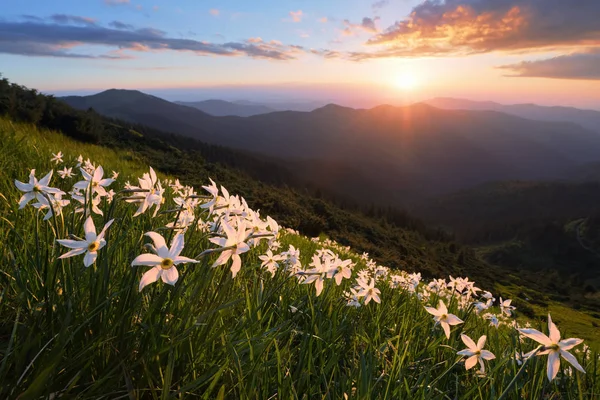Landscape with beautiful daffodil flowers. The sunset with rays illuminates the horizon. Sky with clouds. High mountains in haze. Place of resort for Tourists.