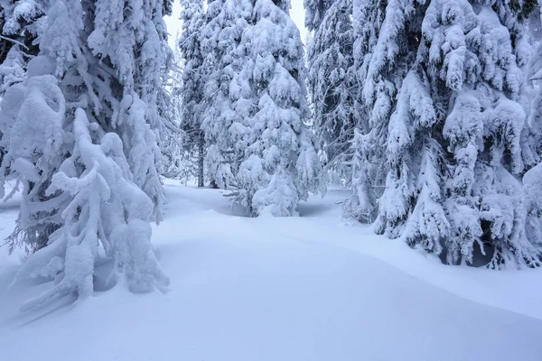 Gräsmattan Täckt Med Snö Fina Träden Står Hälls Med Snöflingor — Stockfoto