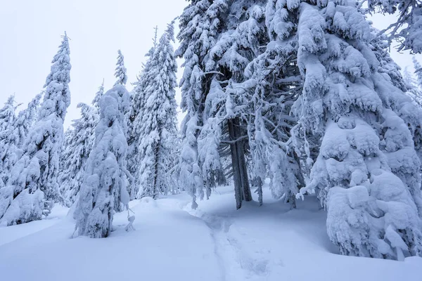 Ett Frostigt Vacker Dag Bland Bergen Magiska Träd Täckta Med — Stockfoto