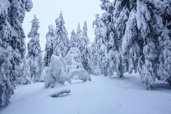 Gräsmattan Täckt Med Snö Fina Träden Står Hälls Med Snöflingor — Stockfoto