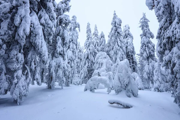 Gräsmattan Täckt Med Snö Fina Träden Står Hälls Med Snöflingor — Stockfoto