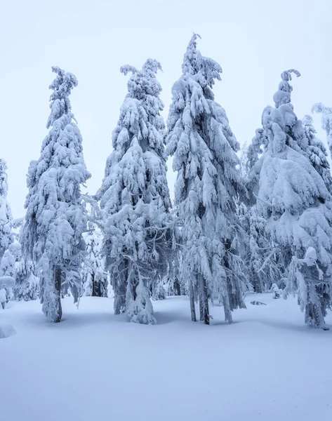 Gräsmattan Täckt Med Snö Fina Träden Står Hälls Med Snöflingor — Stockfoto