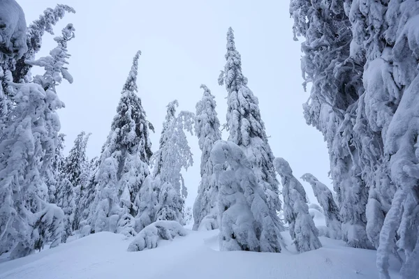 Trawniku Pokryte Śniegiem Które Stoją Drzewa Ładne Wylewa Śnieżynek Mroźny — Zdjęcie stockowe
