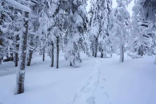 Ett Frostigt Vacker Dag Bland Bergen Magiska Träd Täckta Med — Stockfoto