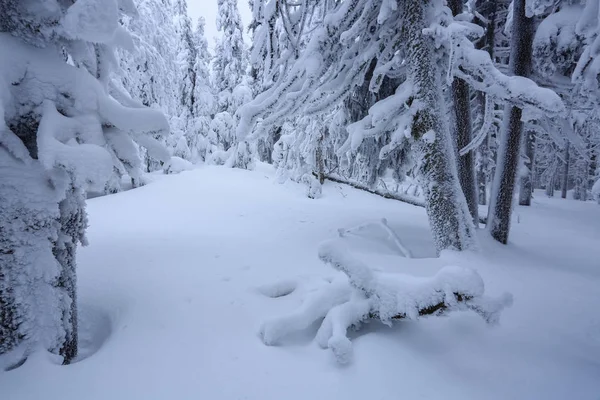 Gräsmattan Täckt Med Snö Fina Träden Står Hälls Med Snöflingor — Stockfoto