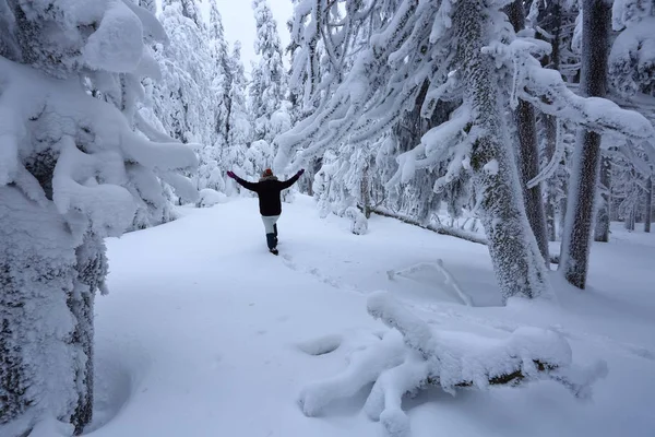 滑雪套房的女孩走在小径上 在积雪覆盖的草坪上 漂亮的树在寒冷的冬天早晨矗立着雪花 美丽的冬天背景 梦幻般的冷杉在魔法森林 — 图库照片