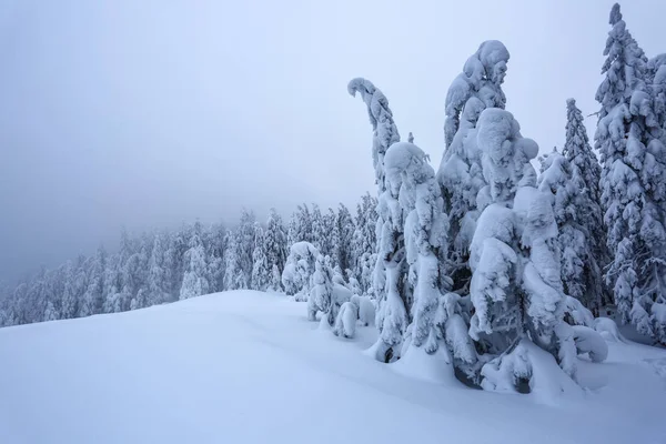 Césped Cubierto Nieve Los Bonitos Árboles Están Pie Vertidos Con —  Fotos de Stock