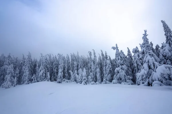 Césped Cubierto Nieve Los Bonitos Árboles Están Pie Vertidos Con —  Fotos de Stock