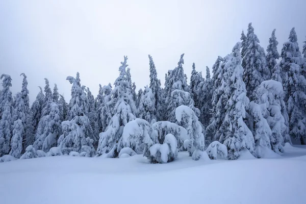 Gräsmattan Täckt Med Snö Fina Träden Står Hälls Med Snöflingor — Stockfoto