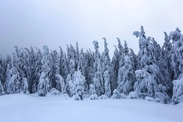 Gräsmattan Täckt Med Snö Fina Träden Står Hälls Med Snöflingor — Stockfoto