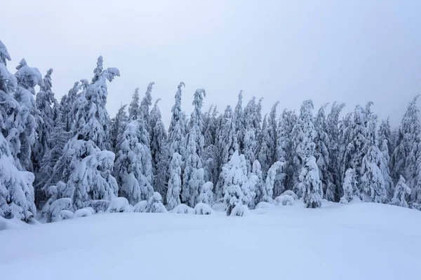 Gräsmattan Täckt Med Snö Fina Träden Står Hälls Med Snöflingor — Stockfoto