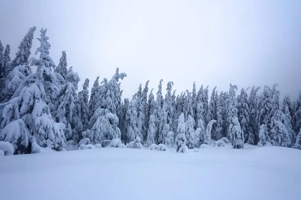 Trawniku Pokryte Śniegiem Które Stoją Drzewa Ładne Wylewa Śnieżynek Mroźny — Zdjęcie stockowe
