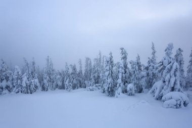 Güzel ağaçlar ayakta kar kar taneleri ile soğuk kış Sisli sabah döktü çim kaplı. Güzel kış arka plan. Rüya gibi firs büyülü ormanın içinde. Kış dokulu arka plan.  