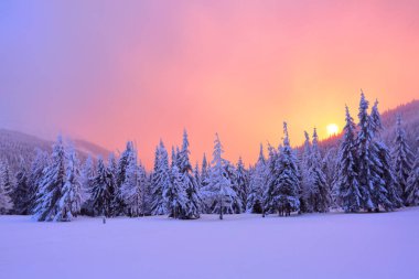 Sunrise, gök, dağ ve sarı parlaklık ile dondurulmuş kar/EC snowdrifts ayakta ağaçlar aydınlatır. Kış manzarası için broşürler.