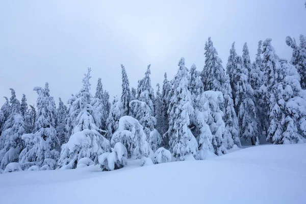 Gräsmattan Täckt Med Snö Fina Träden Står Hälls Med Snöflingor — Stockfoto